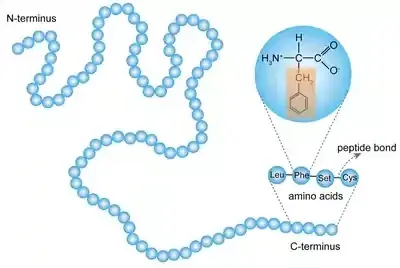 Diagram showing a protein chain from N-terminus to C-terminus with amino acids linked by peptide bonds.